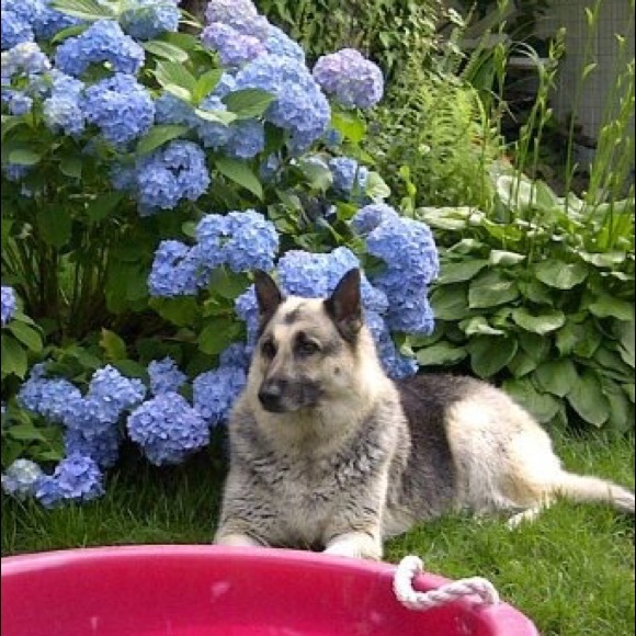 Meet your Posher, Cesar - Picture 1 of 1